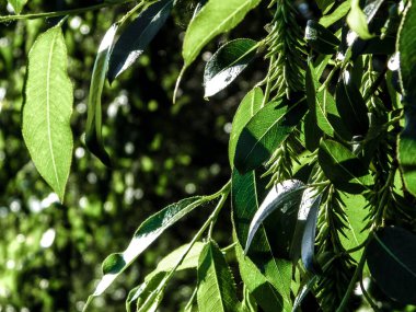 Dalı kapatınca yeşil yapraklar çıkıyor. Polonya 'nın Tuchola Ormanı bölgesinden Flora. Doğa geçmişi, yaz mevsimi. Boşluğu kopyala.