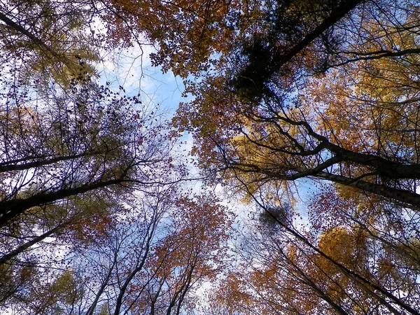 Autumn Trees Blue Sky Nature Background — Stock Photo, Image
