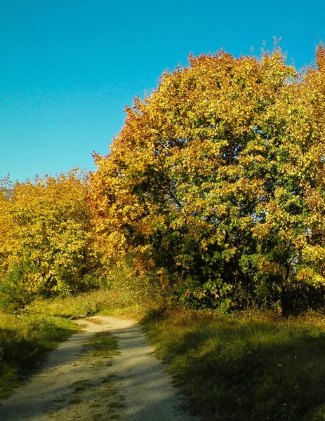 Floresta Outonal Dia Ensolarado Polônia Natureza Conceito Viagem — Fotografia de Stock