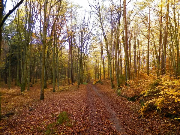 秋天的森林景观 金色的波兰秋天自然概念 — 图库照片