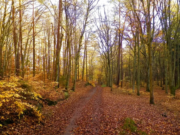 Paisagem Florestal Outono Outono Polaco Dourado Conceito Natureza — Fotografia de Stock