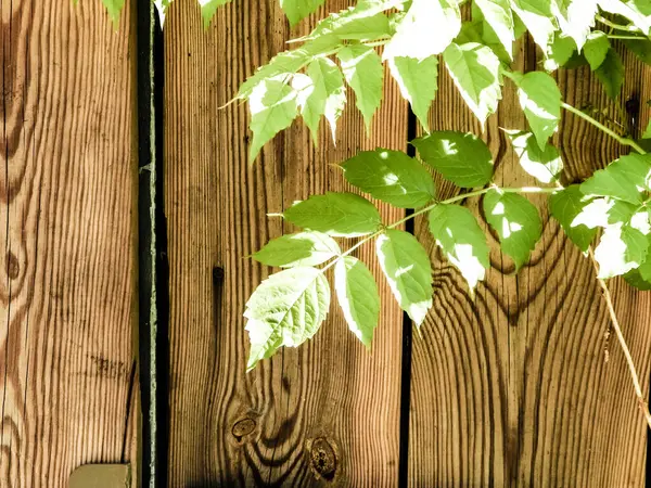 Stock image Green leaves on wooden background. Nature background, gardening concept, copy space.