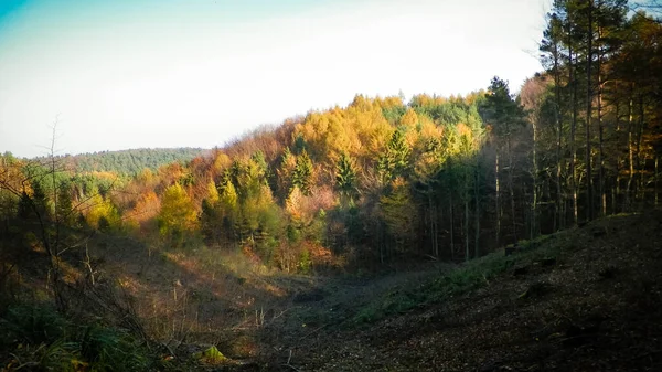 自动的森林景观 波兰自然的美丽 树上的小山和金叶 — 图库照片