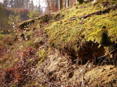 Orman zemini doğanın arka planıdır. Orman yatağı, doğa konsepti..