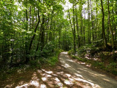 Yeşil ormanda yol. Yaz ormanı manzarası. Pomerania 'nın doğası - Kuzey Polonya bölgesi. Seyahat ve doğa kavramı.