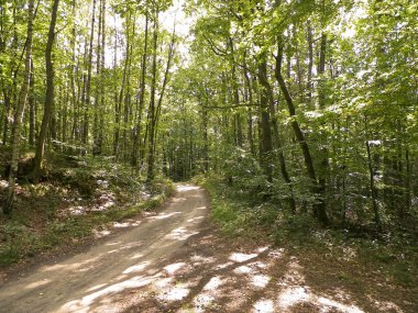 Yeşil ormanda yol. Yaz ormanı manzarası. Pomerania 'nın doğası - Kuzey Polonya bölgesi. Seyahat ve doğa kavramı.