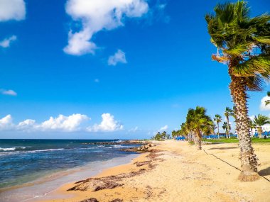 Kıbrıs adası Paphos City yakınlarındaki tropik palmiye, sahil ve Akdeniz manzarası. Seyahat kavramı.