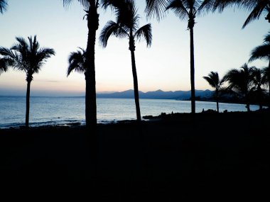Puerto del Carmen, Lanzarote, Kanarya Adaları 'nda palmiye ağaçları gün batımı. Seyahat ve doğa kavramı.