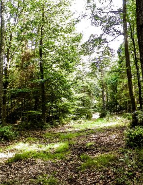 Vahşi orman manzarası. Yeşil orman güneşli bir günde, yaz mevsiminde. Güzel doğa Pomerania - Kuzey Polonya bölgesi.