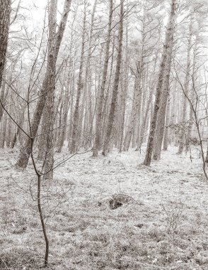 Baltık Denizi 'nin kıyı bölgesindeki çam ormanı. Tatiller ve turizm, Kuzey Polonya 'nın güzel doğası. BW soyut filtre tonu