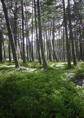 Stilo Polonya 'daki çam ormanı. Kıyı bölgesi. Kuzey Polonya 'nın Doğası.