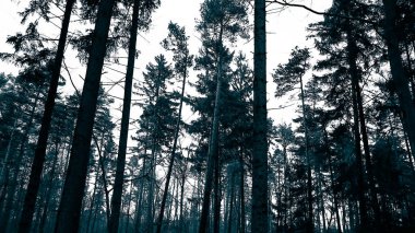 Kış tatilinden sonra orman tekrar uyanır. Bahar güneşi ağaçların arasından doğuyor Polonya doğası. Doğa konsepti. BW filtre tonu.