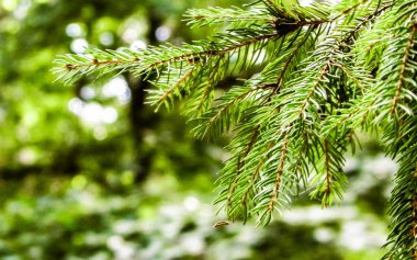 Spruce şubesinin kapağı. Boşluğu kopyala, doğa kavramı.