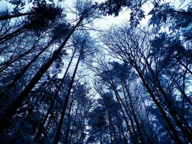 Kış orman manzarası. Doğa konsepti, soyut filtre tonu.