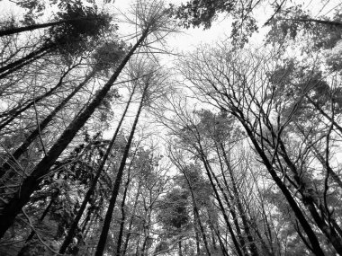 Kış mevsimi dalları doğanın arka planıdır. Soyut bw filtre tonu.