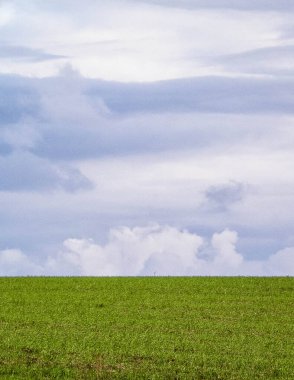 Bulutlu bir günde yeşil alan. Tarım ve doğa kavramı. Boşluğu gri, bulutlu gökyüzünde kopyala.
