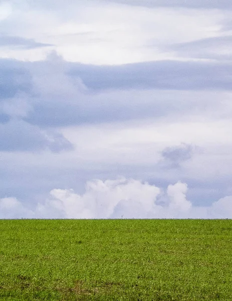 Green field on a cloudy day. Agriculture and nature concept. Copy space on gray, cloudy sky.