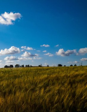 Altın tarlanın üzerinde güneşli bir gün. Doğa gerilemesi, gökyüzünde kopyalama alanı. Doğa ve tarım kavramı. Tipik Polonyalı köy manzarası. Kuzey Polonya.