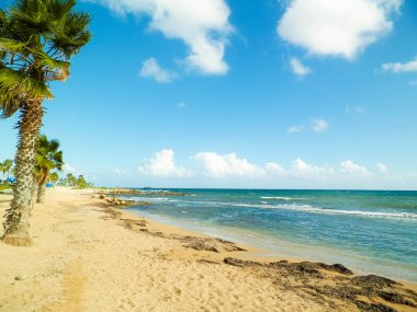 Kıbrıs adası Paphos City yakınlarındaki tropik palmiye, sahil ve Akdeniz manzarası. Seyahat kavramı.