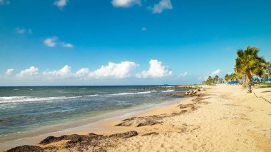 Kıbrıs adası Paphos City yakınlarındaki tropik palmiye, sahil ve Akdeniz manzarası. Seyahat kavramı.
