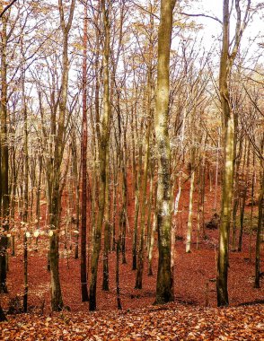 Sonbaharda Polonya ormanı. Doğa konsepti.