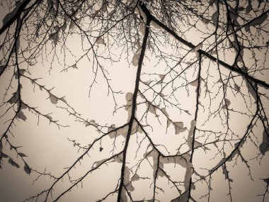 Kış mevsimi konsepti - dallarda beyaz kar. Doğa arkaplan, sanat filtresi tonu.