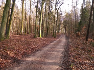 Kış tatilinden sonra orman tekrar uyanır. Bahar güneşi ağaçların arasından doğuyor Polonya doğası. Doğa konsepti.