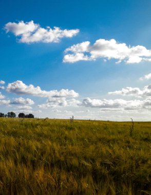 Altın tarlanın üzerinde güneşli bir gün. Doğa gerilemesi, gökyüzünde kopyalama alanı. Doğa ve tarım kavramı. Tipik Polonyalı köy manzarası. Kuzey Polonya.
