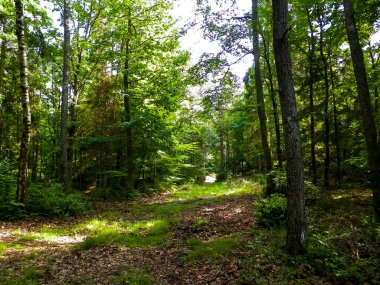Vahşi orman manzarası. Yeşil orman güneşli bir günde, yaz mevsiminde. Güzel doğa Pomerania - Kuzey Polonya bölgesi.