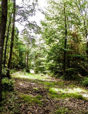 Vahşi orman manzarası. Yeşil orman güneşli bir günde, yaz mevsiminde. Güzel doğa Pomerania - Kuzey Polonya bölgesi.