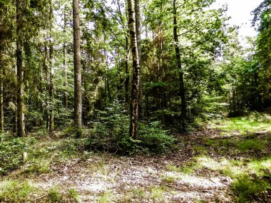 Vahşi orman manzarası. Yeşil orman güneşli bir günde, yaz mevsiminde. Güzel doğa Pomerania - Kuzey Polonya bölgesi.