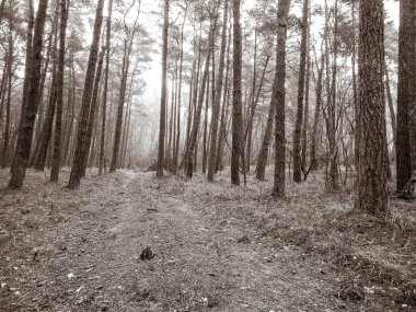 Baltık Denizi 'nin kıyı bölgesindeki çam ormanı. Tatiller ve turizm, Kuzey Polonya 'nın güzel doğası. BW soyut filtre tonu