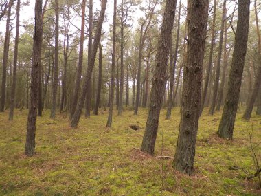 Baltık Denizi 'nin kıyı bölgesindeki çam ormanlarının manzarası. Kuzey Polonya 'nın güzel doğası. Doğa ve seyahat kavramı.