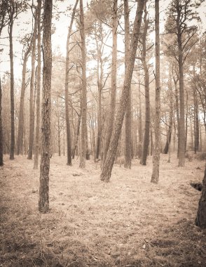 Baltık Denizi 'nin kıyı bölgesindeki çam ormanı. Tatiller ve turizm, Kuzey Polonya 'nın güzel doğası. BW soyut filtre tonu