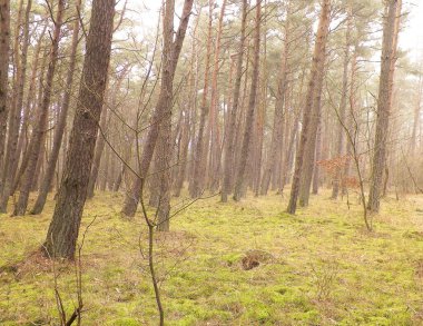 Baltık Denizi 'nin kıyı bölgesindeki çam ormanı. Tatiller ve turizm, Kuzey Polonya 'nın güzel doğası..