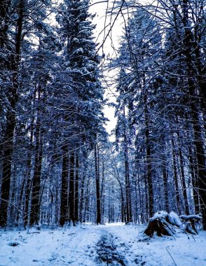 Kış orman manzarası. Doğal arka plan. Sanatsal soyut filtre tonu.