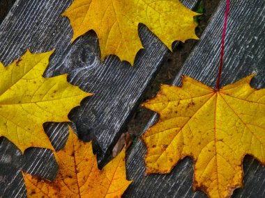 Sonbahar yaprakları doğanın arka planı olarak ahşap tahta üzerinde. Boşluğu kopyala.
