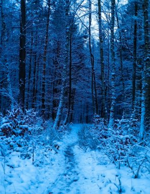 Kış orman manzarası. Doğal arka plan. Sanatsal soyut filtre tonu.
