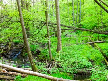 Ormandaki Kacza Nehri - Kuzey Polonya 'nın doğasının güzelliği, seyahat ve keşif kavramı.