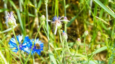 İris çiçeğinin üzerindeki bal arısına yaklaş. Yaz doğası kavramı.