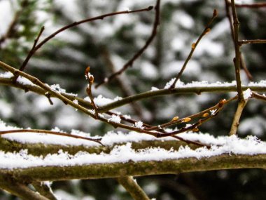 Ağaç dalında taze kar. Kış mevsimi doğası.