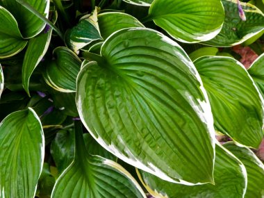 Hosta Mediovariegataleaves, doğa arka planı.