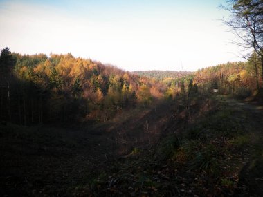 Sonbahar orman manzarası. Polonya doğasının güzelliği - tepeler ve ağaçlardaki altın yapraklar.