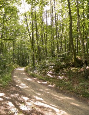 Yeşil ormanda yol. Yaz ormanı manzarası. Pomerania 'nın doğası - Kuzey Polonya bölgesi. Seyahat ve doğa kavramı.
