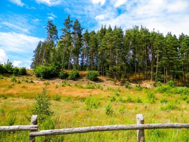 Pelcznica Ulusal Parkı 'ndaki ormandaki çayır. Kuzey Polonya 'nın güzel doğası.