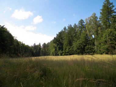 Pelcznica Ulusal Parkı 'ndaki ormandaki çayır. Kuzey Polonya 'nın güzel doğası.