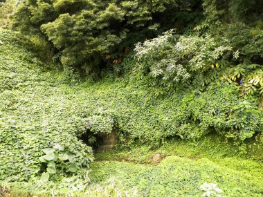 Tropikal ormanın manzarası. Sao Miguel Azores. Sao Miguel, Atlantik Okyanusu 'ndaki en büyük Azores takımadası adasıdır. Janela do Inferno Doğal Rezerv.