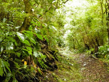 Tropikal ormanın manzarası. Sao Miguel Azores. Sao Miguel, Atlantik Okyanusu 'ndaki en büyük Azores takımadası adasıdır. Janela do Inferno Doğal Rezerv.
