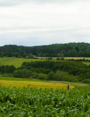 Wiezyca 'nın tarlaları ve çayırları. Kuzey Polonya, Pomerania 'daki Kashubia bölgesinin güzel doğası.