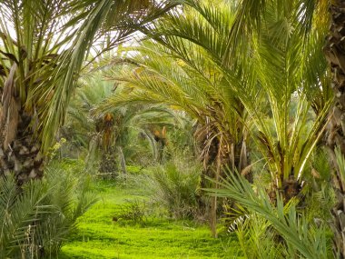 Kıbrıs adasındaki Palm Grove 'da. Randevu çiftliği. Egzotik görüntüler ve tropikal iklim.